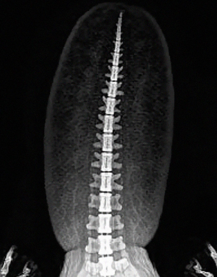 Beaver Tail X-Ray? Imagine What We'd Mess Up If We Only Had Bones to Go By… Now Think Dinosaurs!
