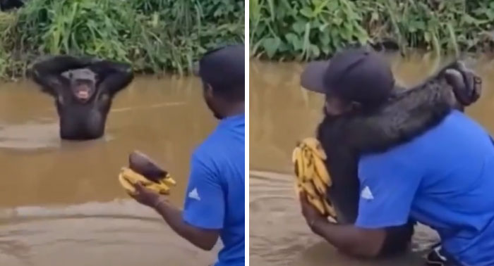 This Chimp Hugged His Human Before Grabbing Food and Smiled Like a Boss. Talk About Empathy!