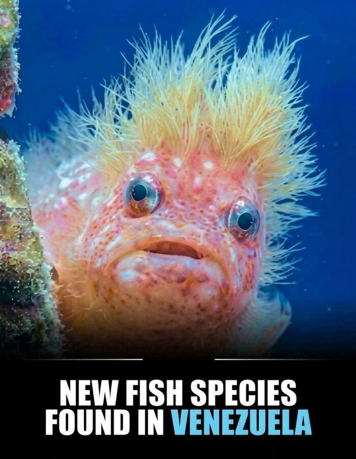 This Newly Discovered Venezuelan Fish Looks… Well, Like Someone We Won't Name!