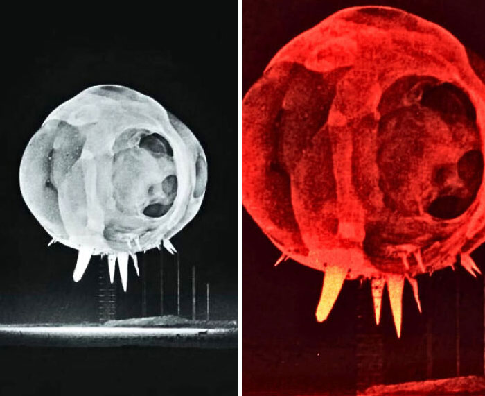 Wait, These Weird Earth Things Actually Exist?!