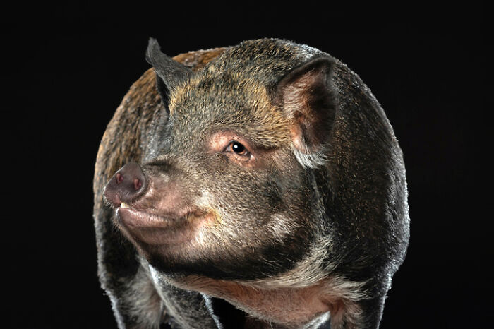 Ramona the Pig: The Piggy Supermodel Who Snapped Her Way Into Our Hearts
