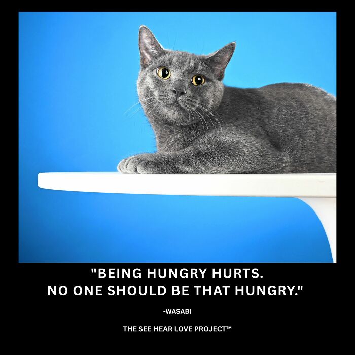 Wasabi: The Mysterious Cat With Stories To Tell