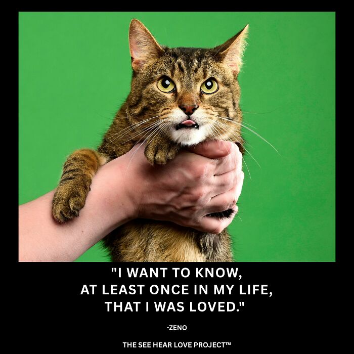 Zeno the Patient: A Cat Who’s Still Got Hope After Waiting Forever