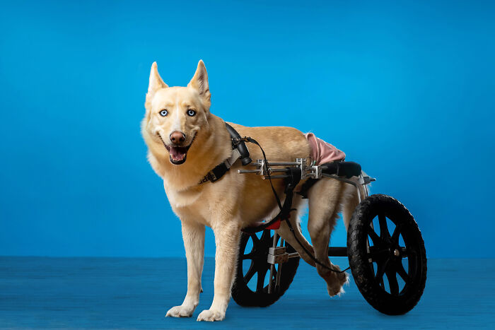 Dama on Wheels: The Determined Pup Who Doesn’t Let Anything Stop Her