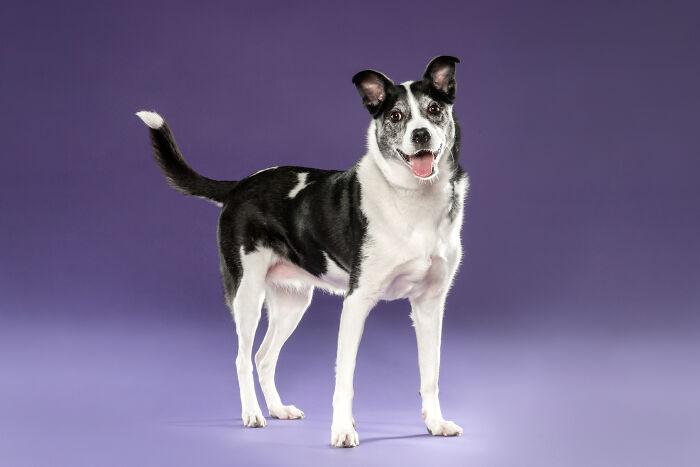 Horchata: The Pup Who’s All Set To Be Your New Best Friend