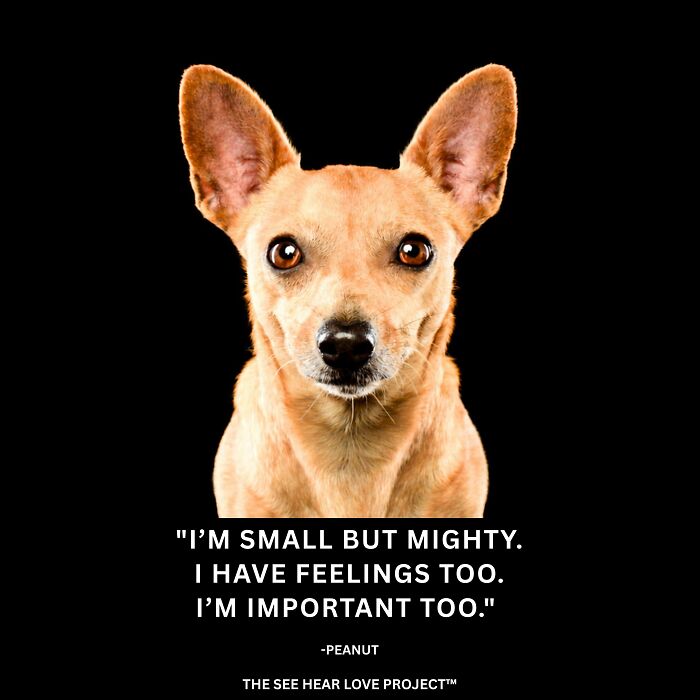 Peanut: The Little Wonder With A Big Heart