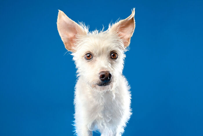 Blanca: The Brave Pup Who Found Her Forever Home