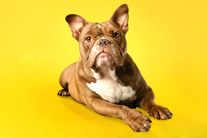 Tootsie: The Heartbroken Pup Who Found Hope Again