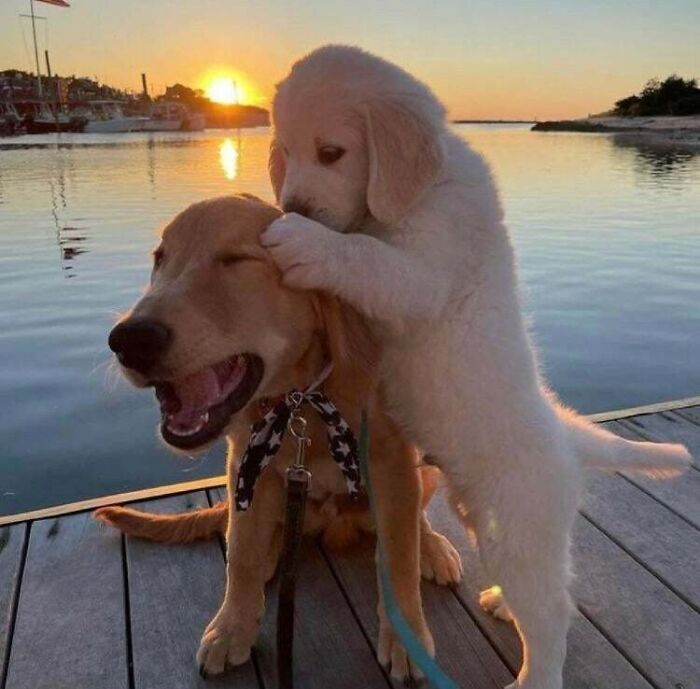Wait, They Actually Caught These Adorable Moments?! 63 Oddly Sweet Pics to Melt Your Heart