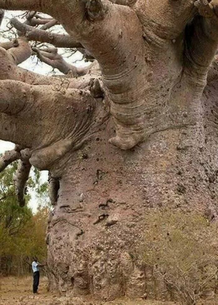 1000-Year-Old Tree With Human For Scale
