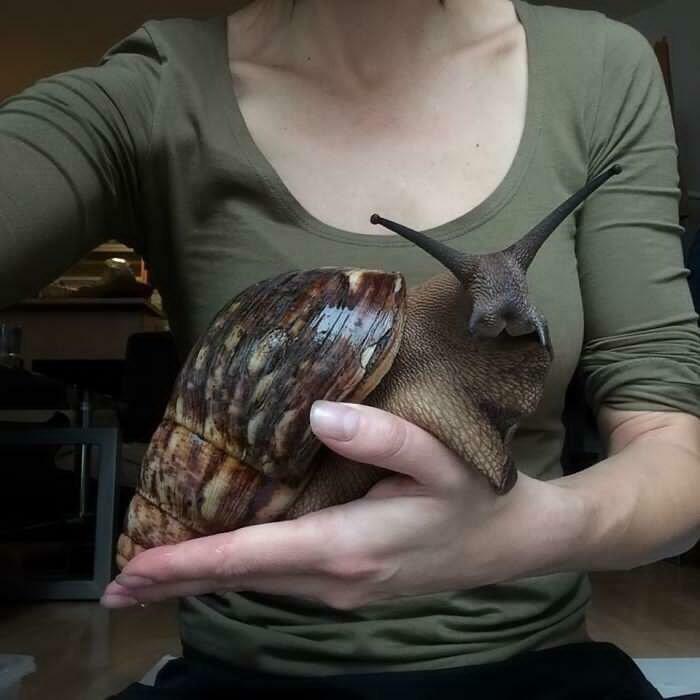 Giant African Land Snail Getting Its Moment