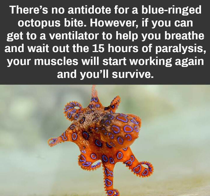 Look At That Tiny, Deadly Cutie!