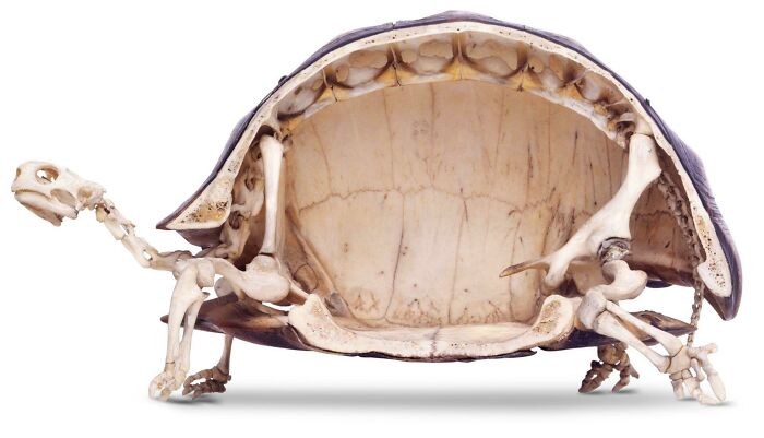 Tortoise Shell = Part of the Skeleton? Mindblown.