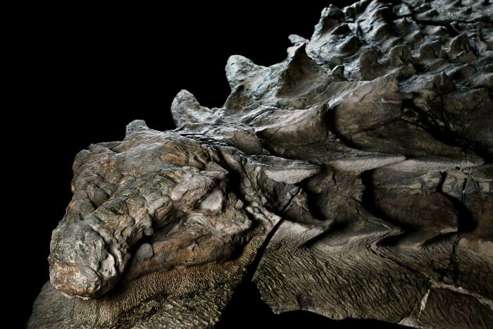 Mummified Dinosaur Still Wearing Its Armor After 110 Million Years