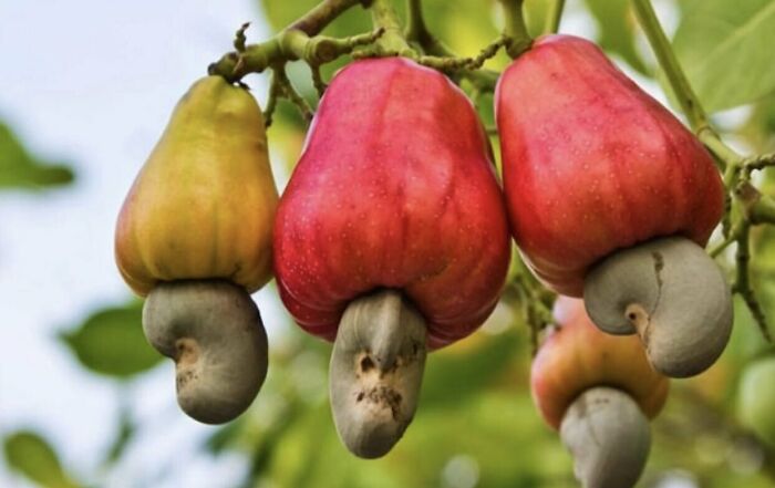 Cashews Actually Grow From Cashew Apples! Mind = Blown
