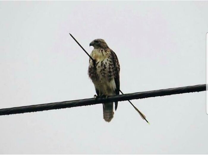 Bird With An Arrow Survived! Nature, You’re Crazy
