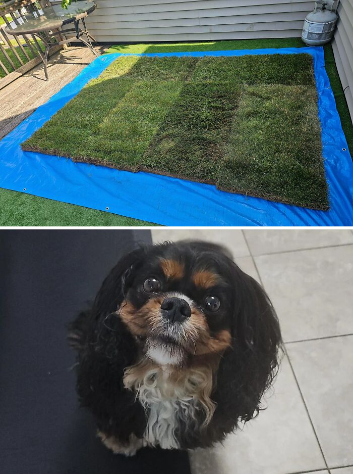 Dog Needs Hip Surgery, So Someone Built a Lawn on the Deck! Genius or Nuts?