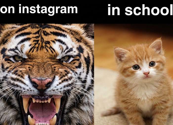 Wait, They Actually Ranked These Memes?!