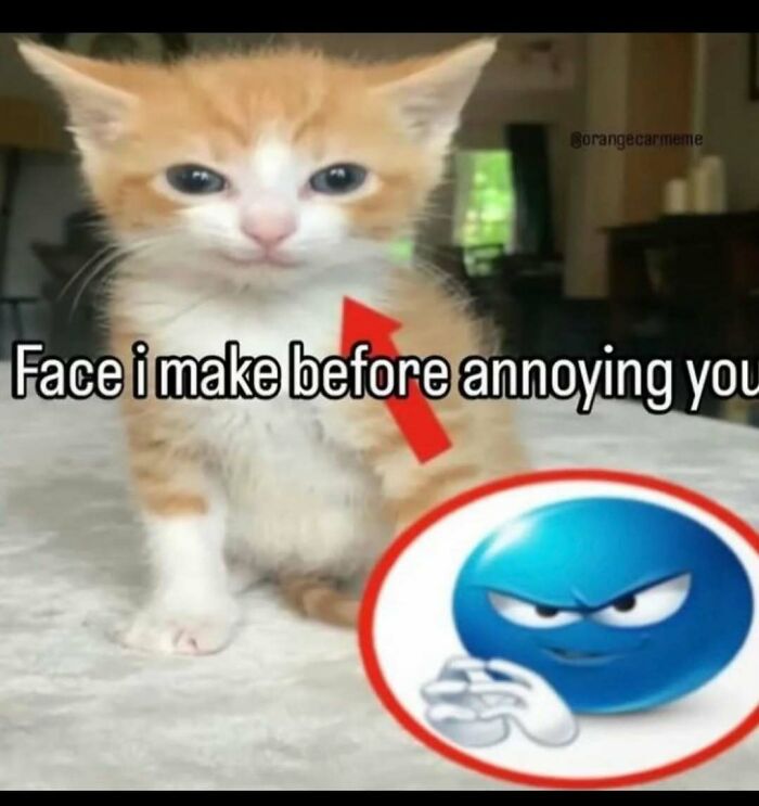 Wait, They Actually Ranked These Memes?!