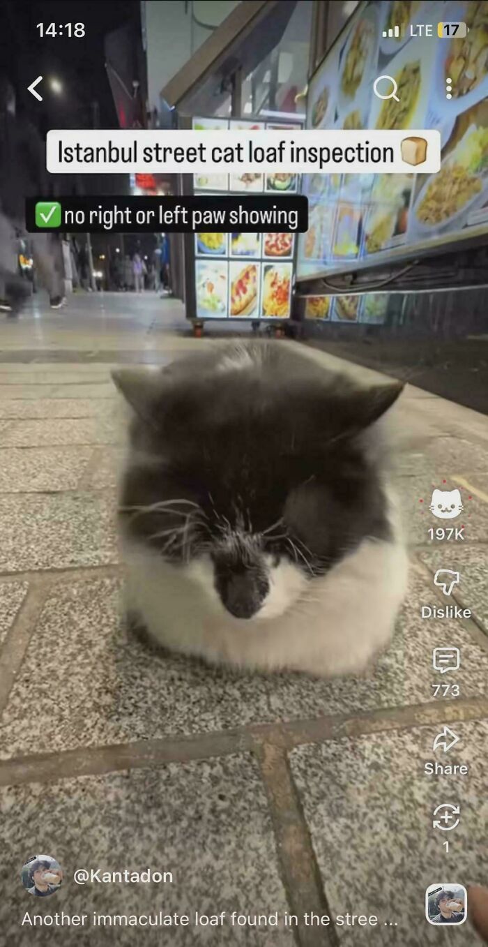 YouTube Like Button Turns Into a Cat? Yes, Please!