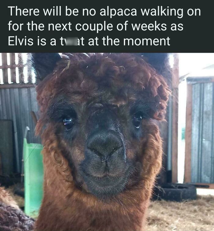 Elvis Is Being a Total Jerk Right Now