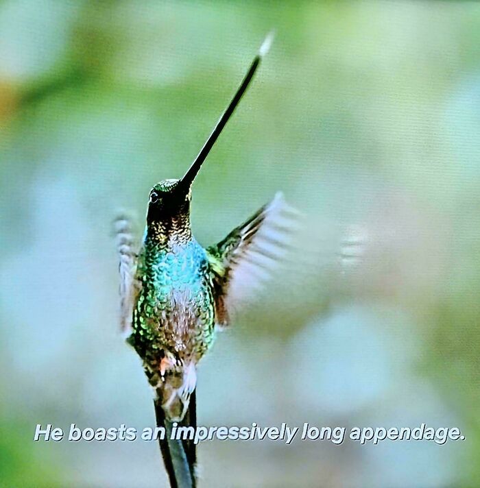 Meet the Hummerbird