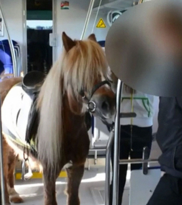 Girl Tries To Steal A Pony And Take It On A Train—Yep, Really