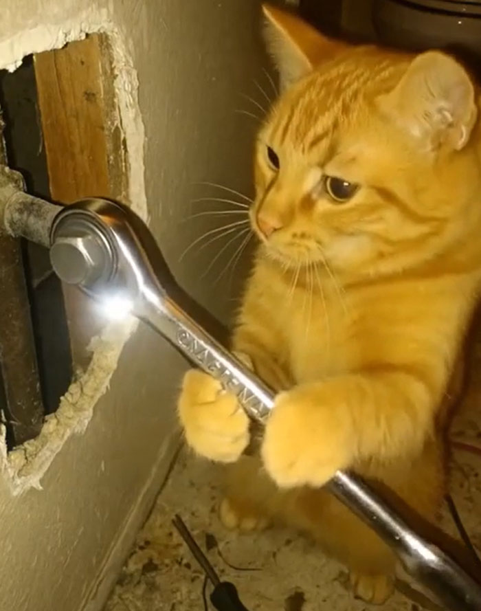 Cats Taking Over DIY Projects (Uh-Oh)