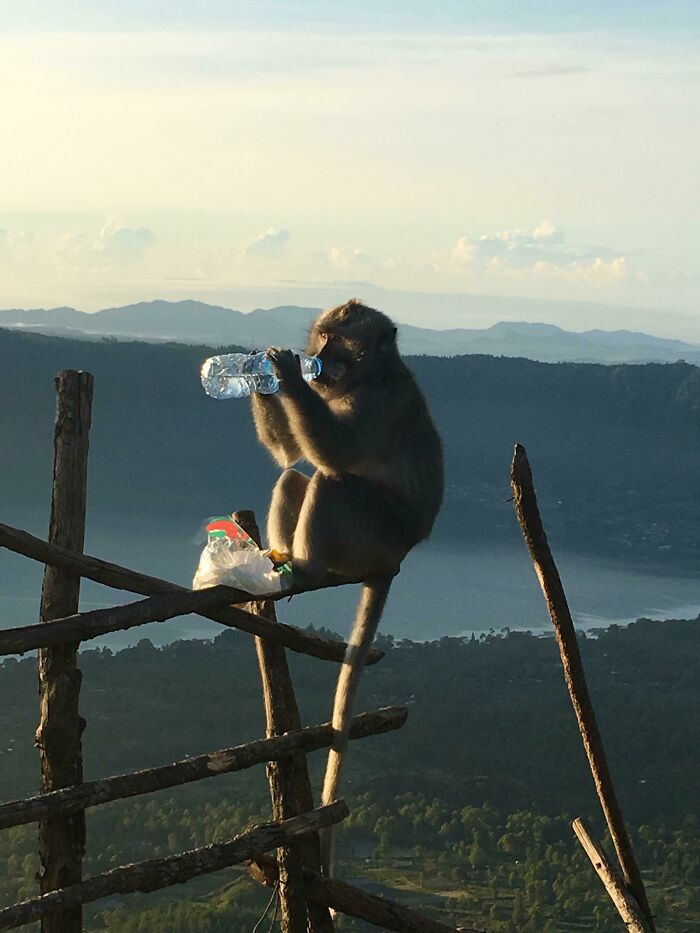 Climbed a Mountain, Got My Water Stolen by a Monkey—And Yep, It Drank It Right in Front of Me