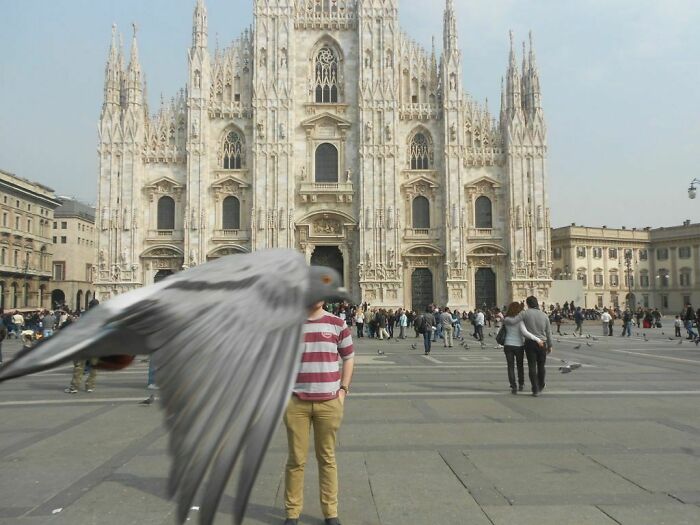 Photobombed Outside Milan’s Duomo... By a Pigeon!