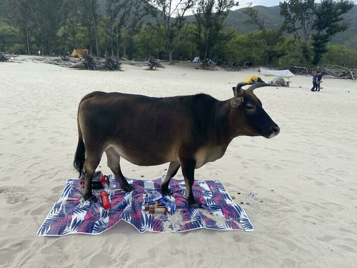 Hiked Two Hours for the Perfect Picnic Spot, Then This Happened!