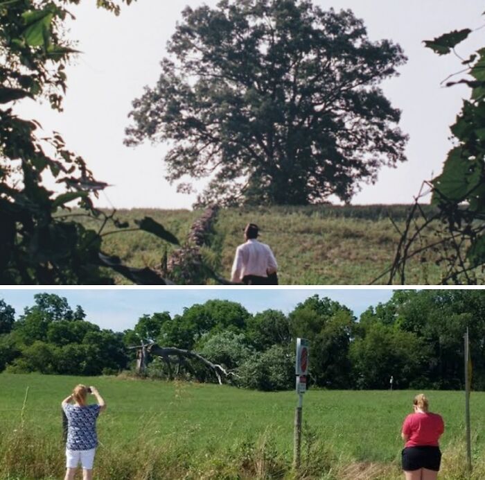 Dreamed of Visiting Shawshank’s Oak Tree—Then Found Out It Fell in a Storm