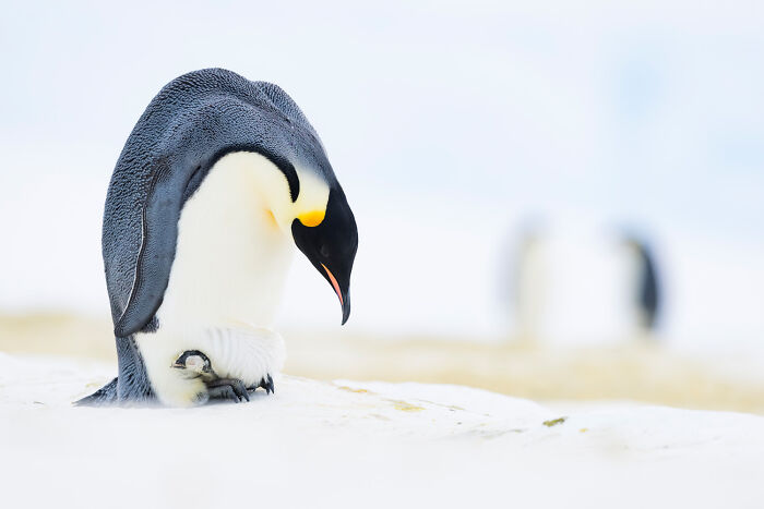 Penguin Playtime II – Emperor Penguins Doing Their Thing by Stefan Christmann