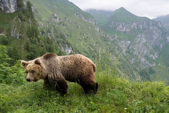 Bear Hugs! Five Years Chasing Bears in Trentino by Horst Eberhöfer