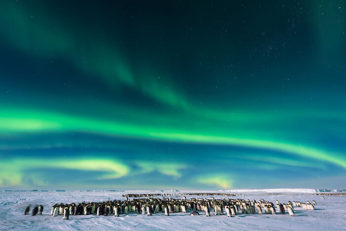 Penguin Playtime II – Emperor Penguins Doing Their Thing by Stefan Christmann