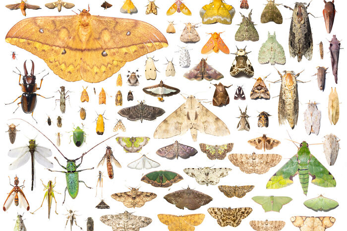 Forest Friends – Inside Long-Term Conservation by Michiel Van Noppen