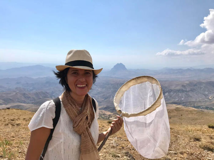 In Search Of Satyrus – Butterfly Mysteries by Rena Effendi