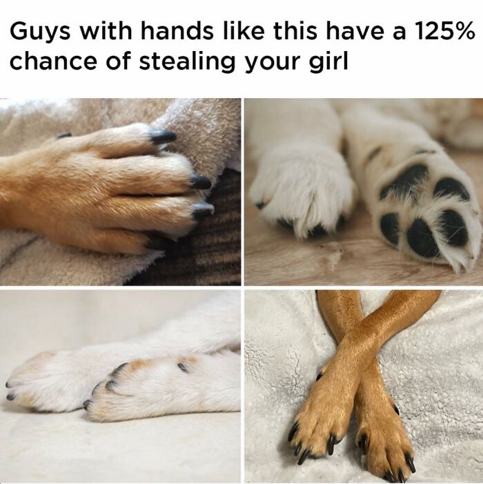 Wait, They Actually Nailed These Doggo Moments In Memes!