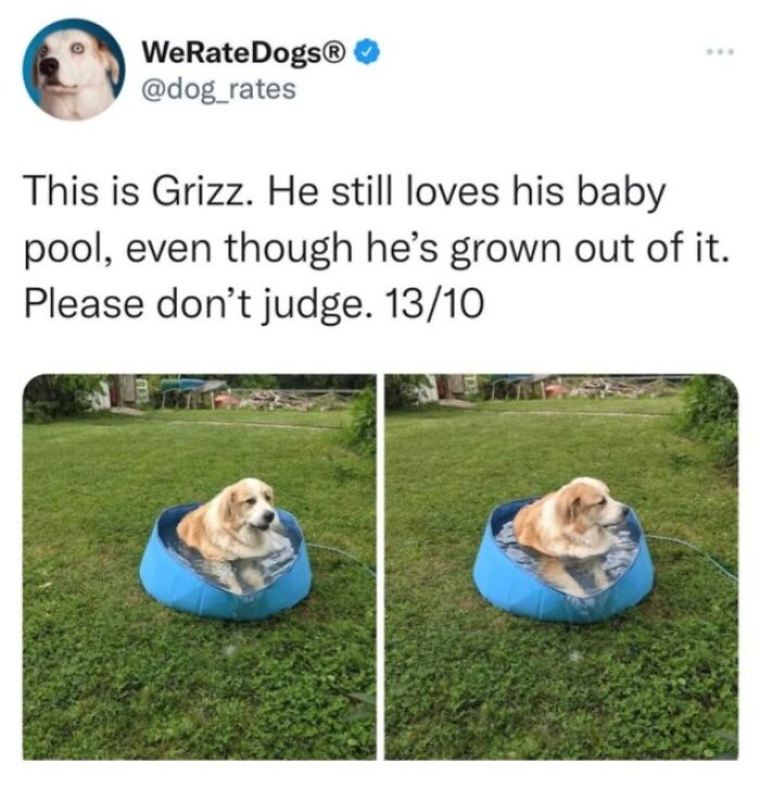 Wait, They Actually Nailed These Doggo Moments In Memes!