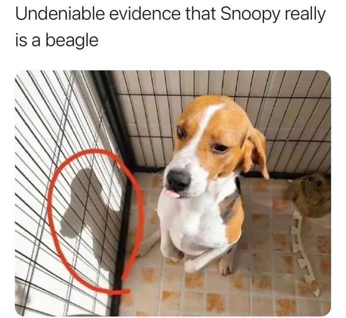 Wait, They Actually Nailed These Doggo Moments In Memes!