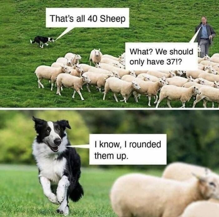 Wait, They Actually Nailed These Doggo Moments In Memes!