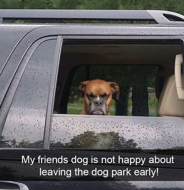 Wait, They Actually Nailed These Doggo Moments In Memes!
