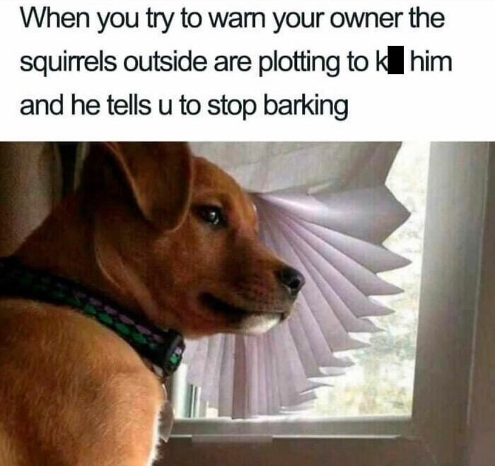 Wait, They Actually Nailed These Doggo Moments In Memes!