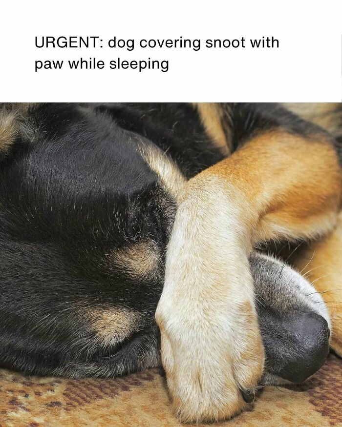 Wait, They Actually Nailed These Doggo Moments In Memes!