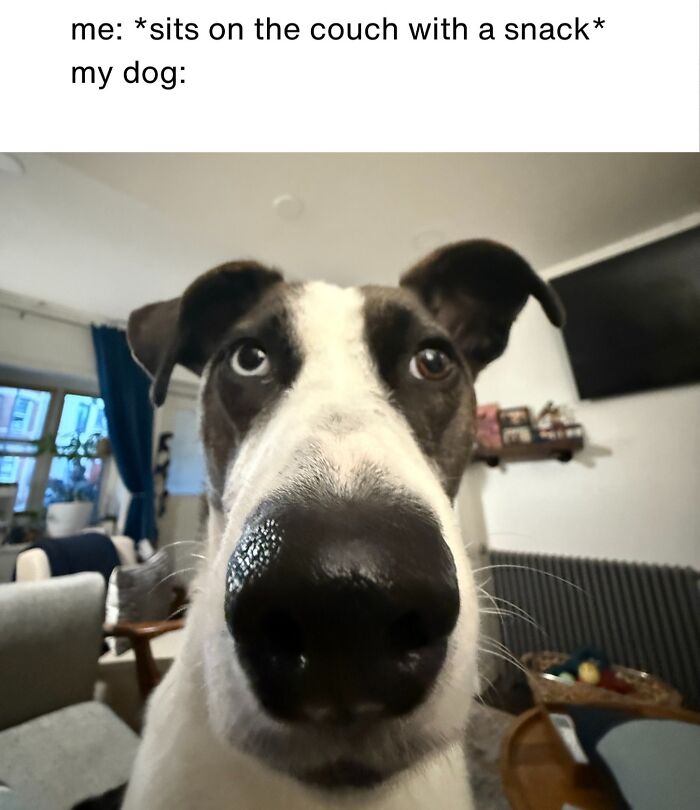 Wait, They Actually Nailed These Doggo Moments In Memes!