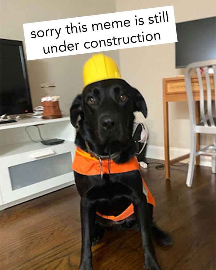 Wait, They Actually Nailed These Doggo Moments In Memes!