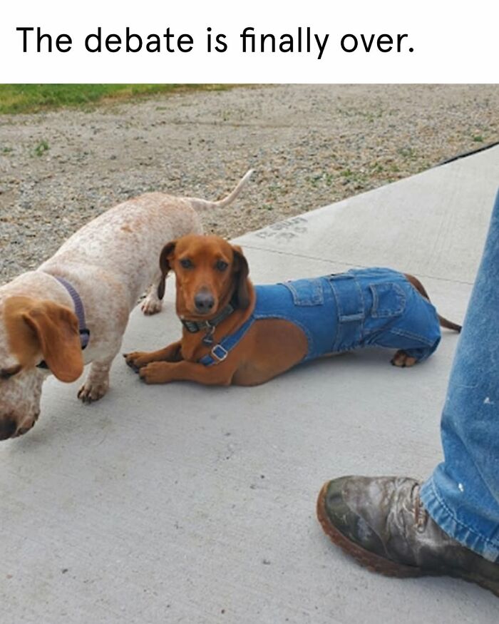 Wait, They Actually Nailed These Doggo Moments In Memes!
