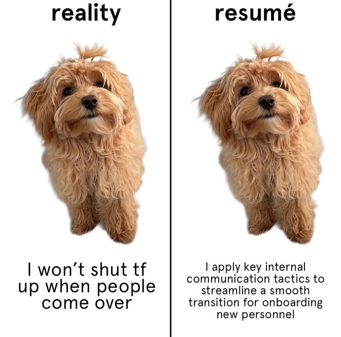 Wait, They Actually Nailed These Doggo Moments In Memes!