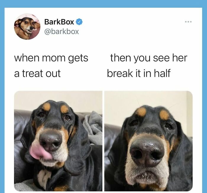Wait, They Actually Nailed These Doggo Moments In Memes!