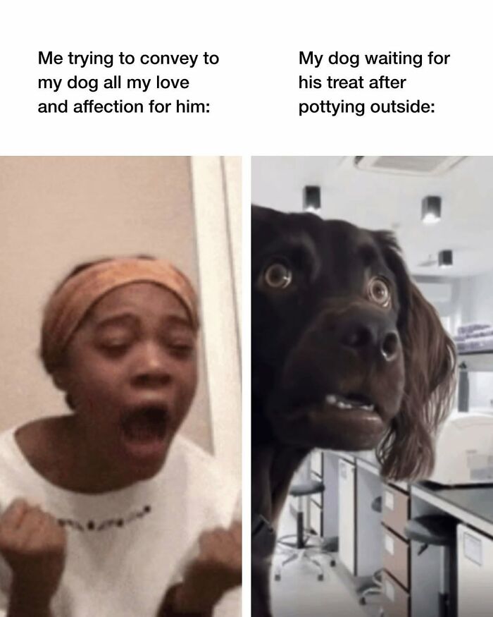 Wait, They Actually Nailed These Doggo Moments In Memes!